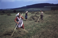 Manual hay piling in Sedlejov in 1957