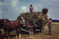 Manual straw loading in Sedlejov in 1958