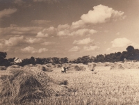 Family fields in Senica na Hané