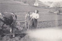 Eliška Weinsteinová, za války nuceně nasazená u sedláka Haly, oře na jeho poli, Vizovice 1943