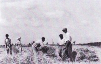 Alexander Tóth at the harvest behind Galanta, second half of the 1940s.