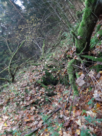 Hole in the ground near a tree where the former cellar of Karin Nováková’s grandmother’s house at Ermesgrün (Smrčina) 25 used to be, 2022