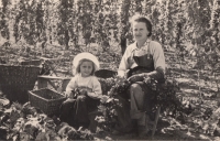 Hana Páníková with her mother on hop picking summer job