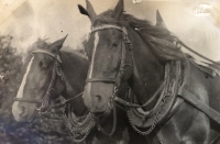 Pár koní z hospodářství Vycpálkových v Ondřejově