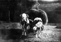 Duží's family cows, Staré Hamry, during the WWII

