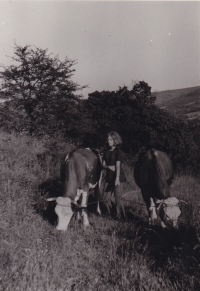 Eva Kulíšková při pasení krav ve Stráních