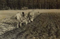 Parents at work in the field, Dolní Orlice, late 1940s