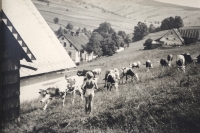 Věra v Horních Albeřicích u Maršova, východní Krkonoše. Tatínek tam po válce koupil chatu, rok 1947