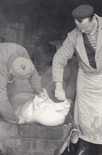 František Bauer senior (right) during one of the pig slaughters in Otovice, the 60s 