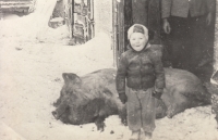 František Bauer grew up in the environment of butchery and pig slaughters from a young age 