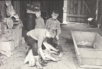 František Bauer's first pig slaughter in the year 1972