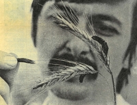 Photograph of Ladislav Cvak with ergot from the early 1980s, which was used on the front page of the periodical Mladý svět. An article from this journal on ergot alkaloids is in the supplementary materials