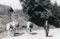 Dědeček vedoucí krávy na pastvu. Foceno ještě předtím, než vstoupil do jednotného zemědělského družstva (JZD), jelikož jim krávy zabavili, fotografováno počátkem 50. let 20. století
