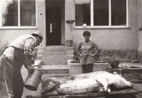 Stanislava Kulová at pig killing, 1970s