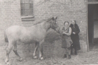 Mother Emilie holding a Noriker horse on the witness family's farm