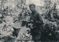 Harvesting hops, 1957