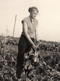 Jana Mičánková, née Kovářová, at work in the field, Rataje