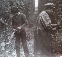 On a hop-picking summer job