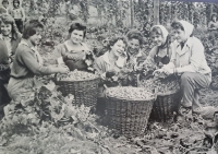 Jana Věchtová at the hop harvest