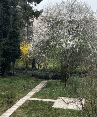 Garden behind the house in Králové Pole with a fountain and a statue
