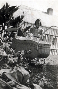 Arnošt Vošahlík in a pram with his sister around 1946, next to him tobacco leaves grown by his uncle