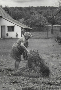 Hay in the Field - 1950s