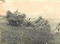 Hay in the yard - 80s