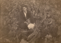 Father harvesting cauliflowers, 1940s