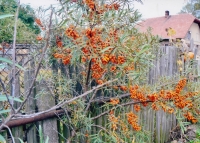 Family gardening, Horní Jelení 1920s 21st century