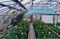 Family garden centre, Horní Jelení 1920s 21st century