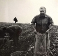 Father Zdeněk Sedláček harvesting potatoes, 1970s