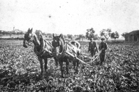 Antonín Stach, father of the witness, during field work with his sister Vítězslava in 1945
