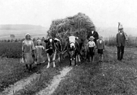 Harvest in Štěpánkovice, 1930s