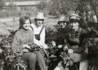 Václava Čoudková during hop harvest