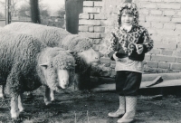 Jana Poláková with sheep, Mělník, 1981