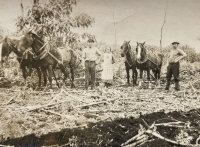 Extended family members harvesting tobacco, Argentina, 1940s