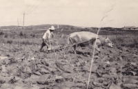 Photos from military mission in Korea, 1953/1954