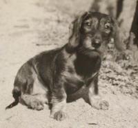 Dora, Frodl's dachshund, seventies, later she was probably poisoned on State Security instructions