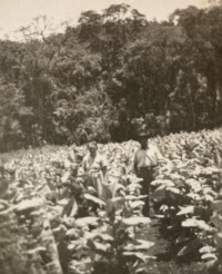 Tobacco field, Argentina, 1940s