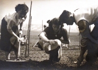 Planting of windbreaks in Hustopeče - 1950s
