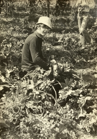 Picking hop with in Kněževes (1973)