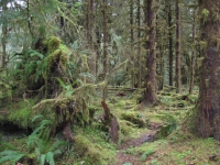 Rainforest photographed by Vladimír Kotland