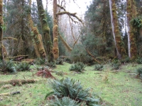 Rainforest photographed by Vladimír Kotland