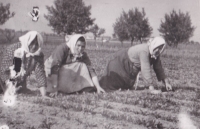 Mother Marie Kotlandová (née Dašková) first from the right during beet thinning out
