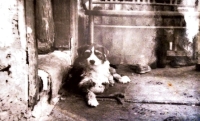 A family dog, Šotek 

