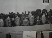 Cactus collection of Jiří Bušek