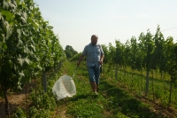 Milan Hluchý during the entomological survey of a vineyard in Vienna - Bisamberg