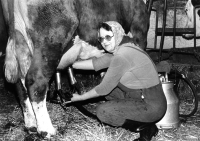 Marie Strnadová at work on the cow farm, Lochenice near Hradec Králové, 1970s