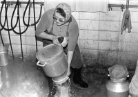 Marie Strnadová at work on a cow farm, Lochenice near Hradec Králové, 1970s