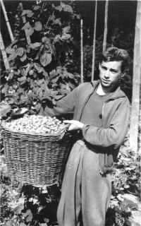 Karel Lang at the hop picking, 1961